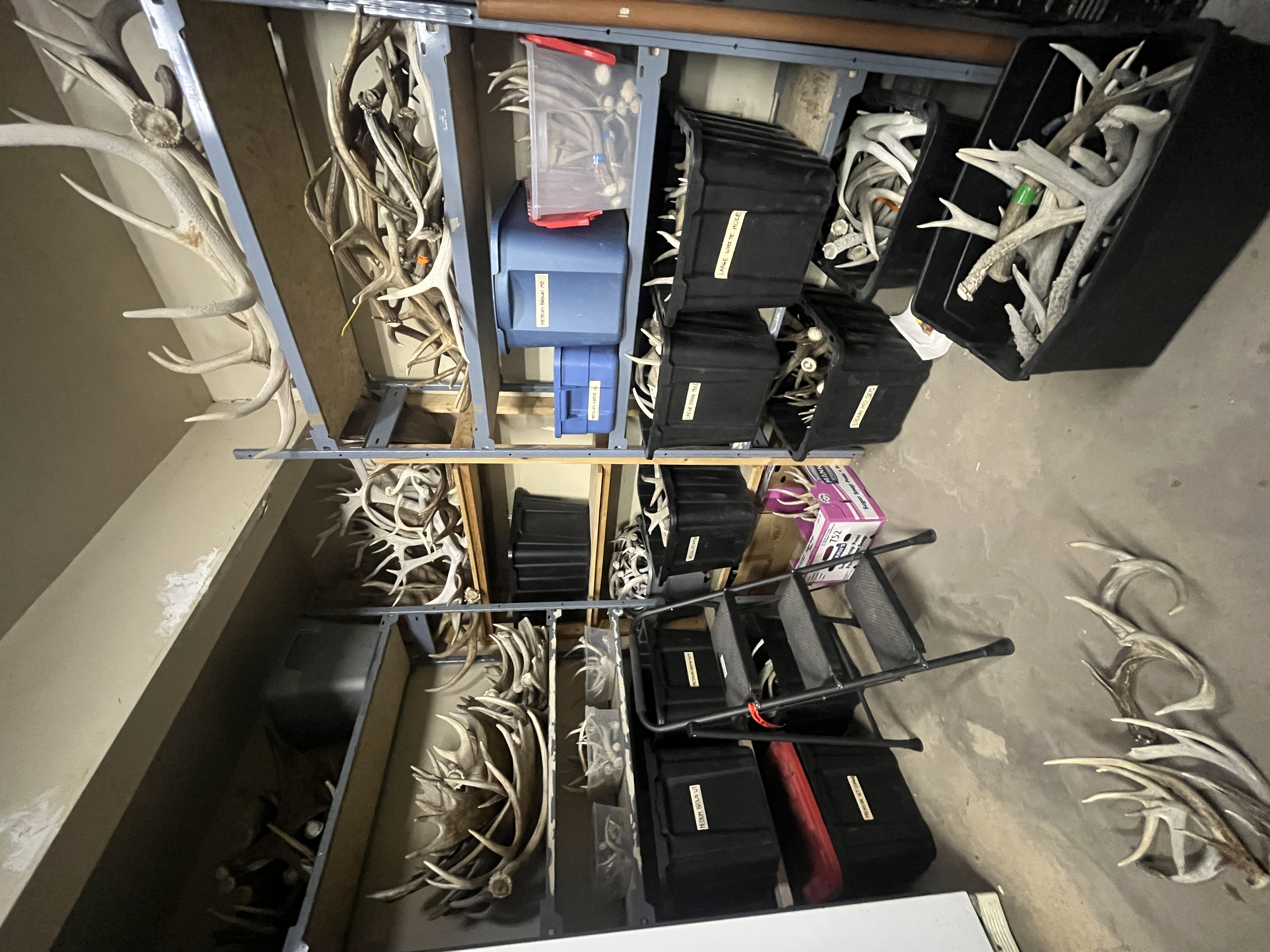 Raw antler inventory